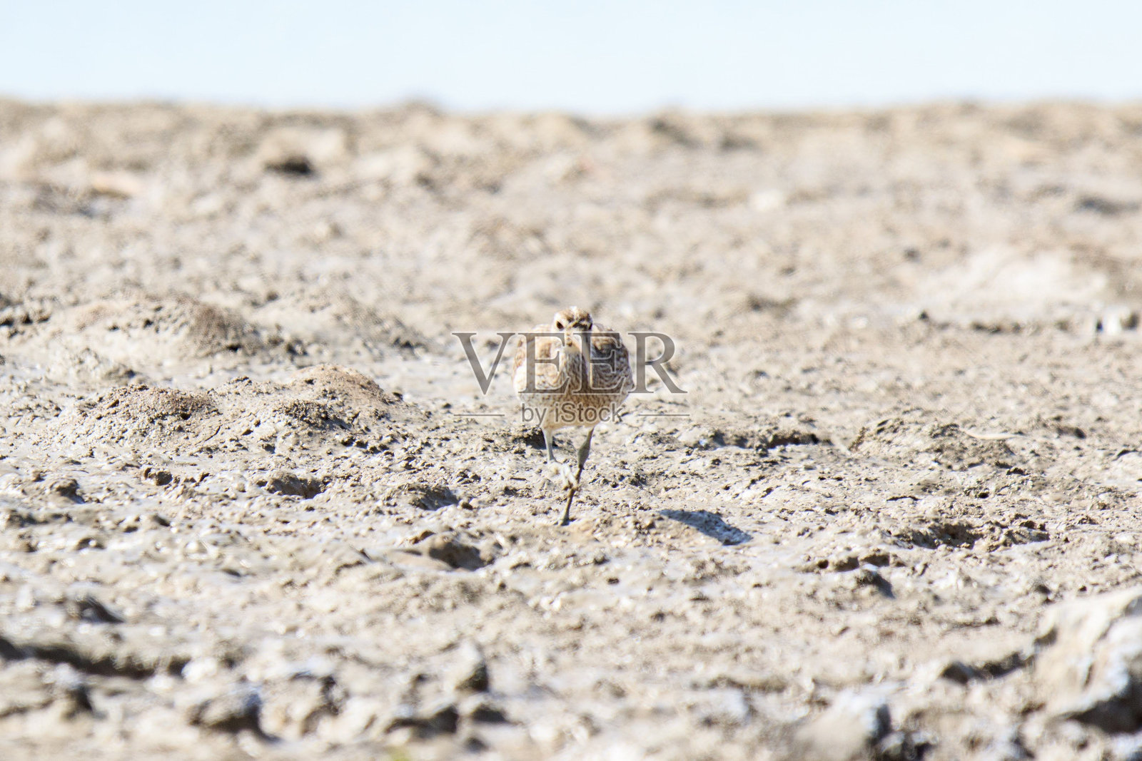 一只在沙滩上觅食的呜咽鸟照片摄影图片