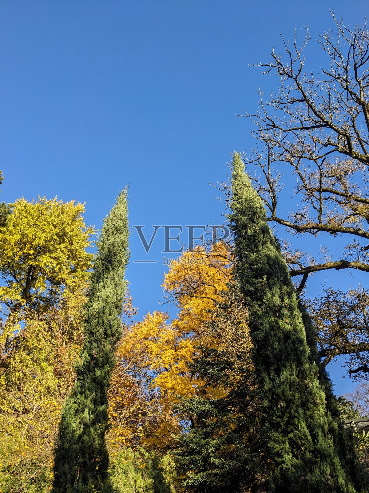 银杏和松树照片摄影图片