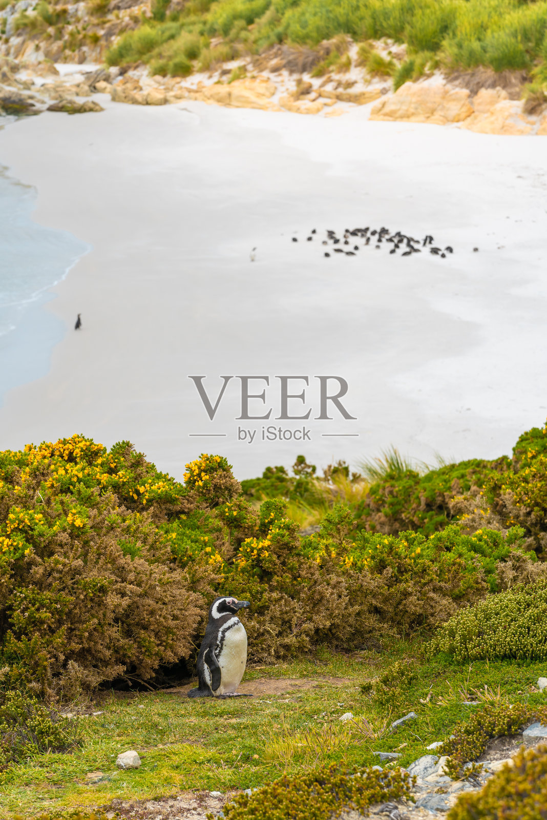 福克兰群岛吉普赛湾，前景中的马格兰企鹅与白沙滩背景上的企鹅群，夏季阳光明媚的日子，南极巡游短途旅行照片摄影图片