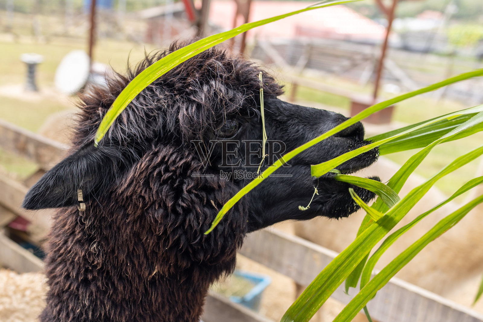 近距离拍摄的羊驼在吃草