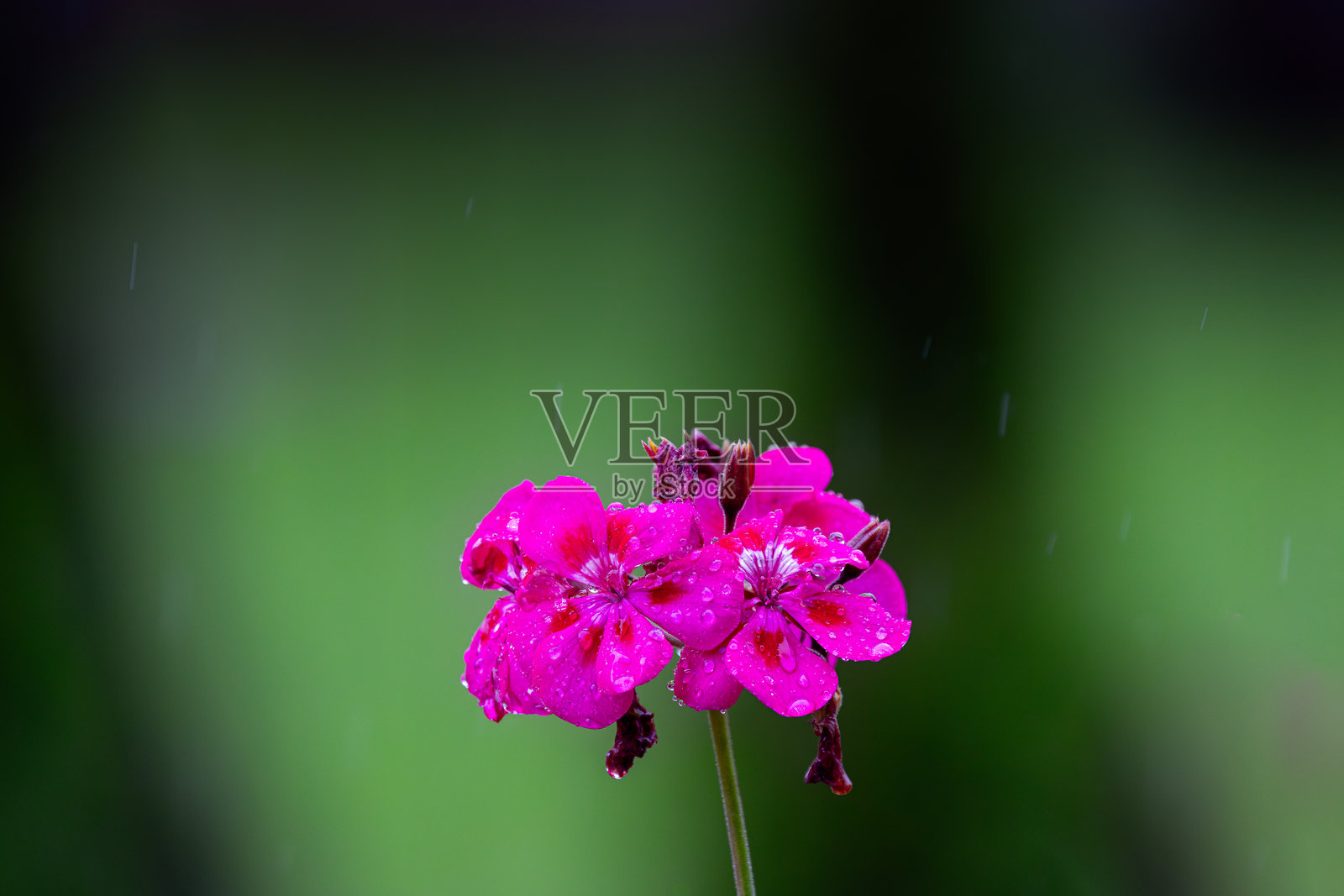 雨中的粉色天竺葵照片摄影图片