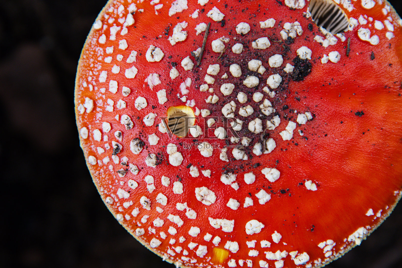 部分俯视图，展示了生机勃勃的苍蝇伞蘑菇在黑暗的森林地面上。红色帽子上带有白色斑点的毒蝇伞菌，背景为黑色。德国斯佩萨特。留白空间。照片摄影图片