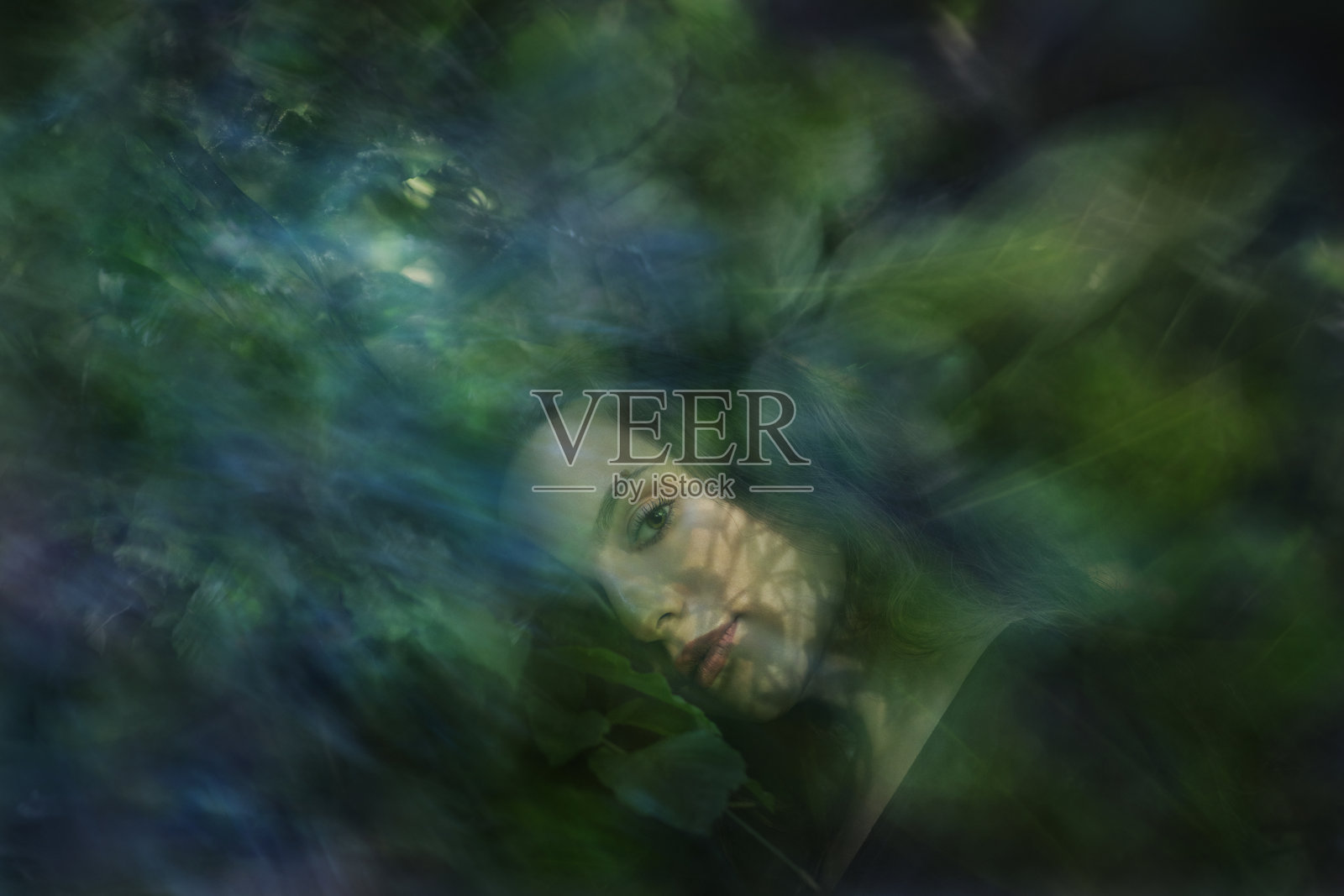 倚靠在山毛榉树叶上照片摄影图片