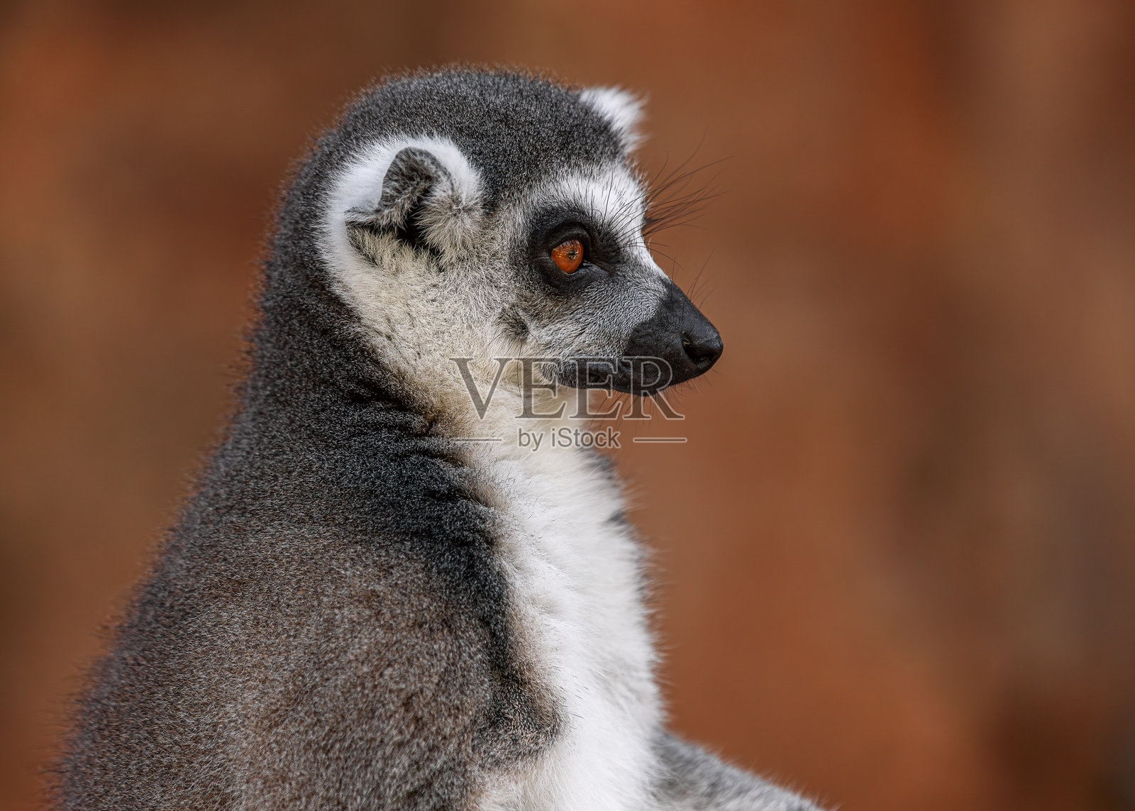 环尾狐猴，2照片摄影图片