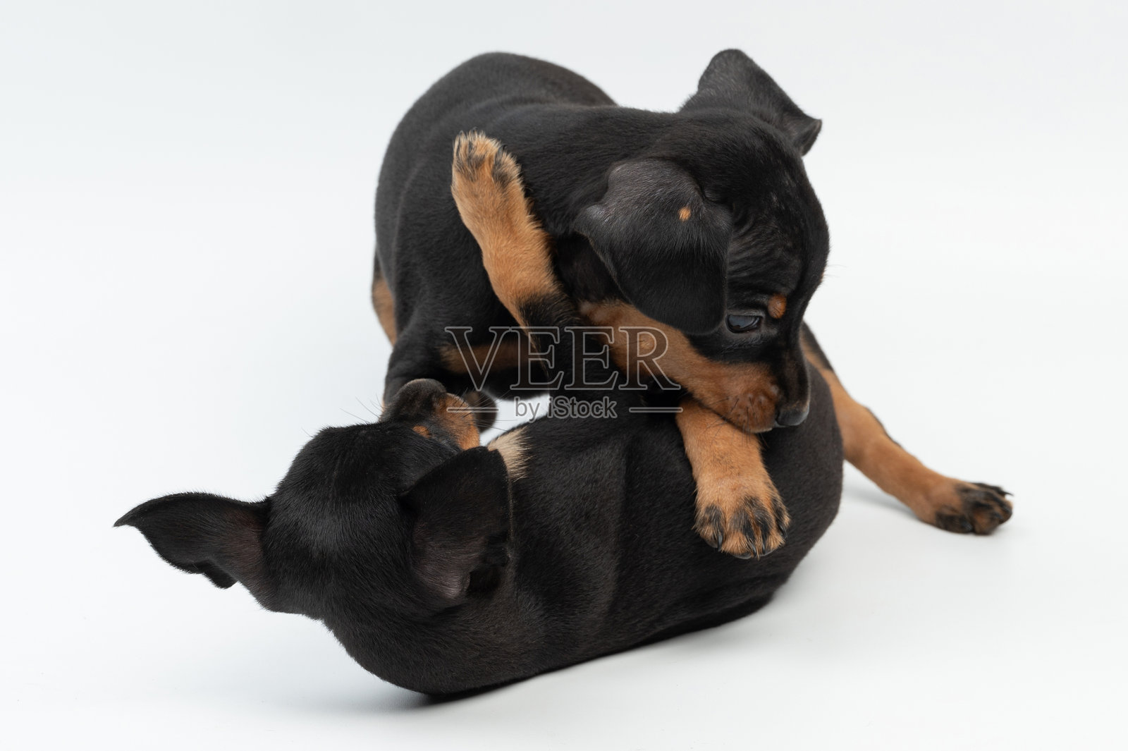 两只斗嘴和咬人的迷你杜宾犬照片摄影图片