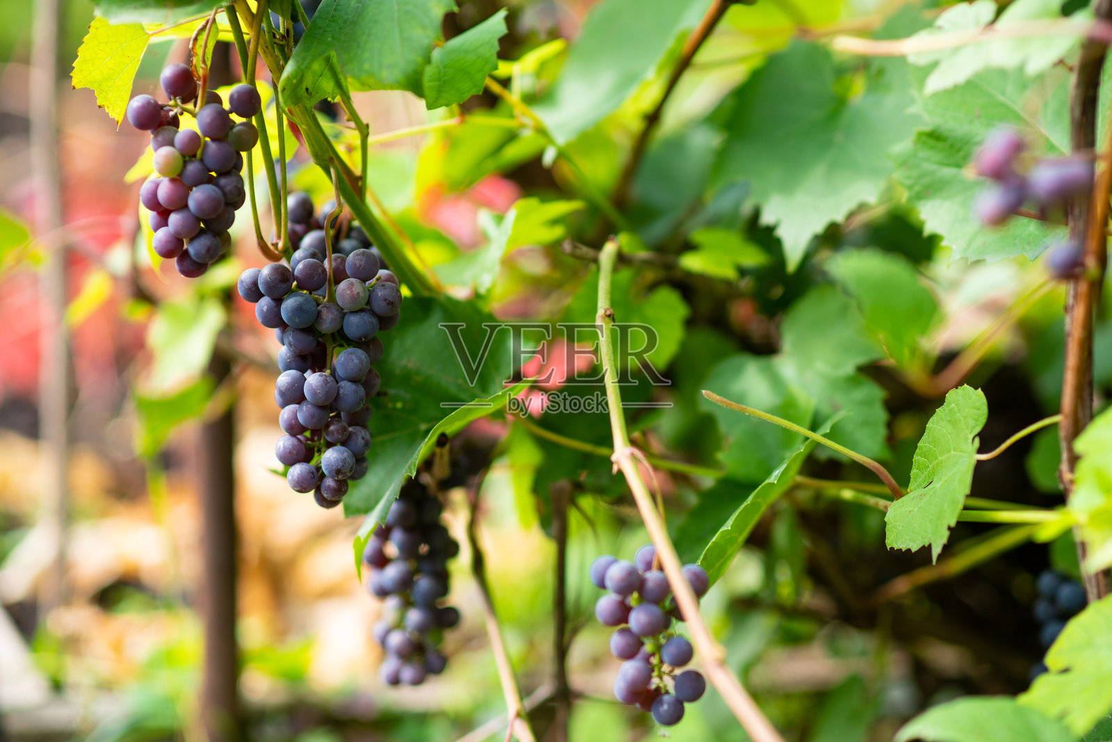 一串葡萄挂在枝头照片摄影图片