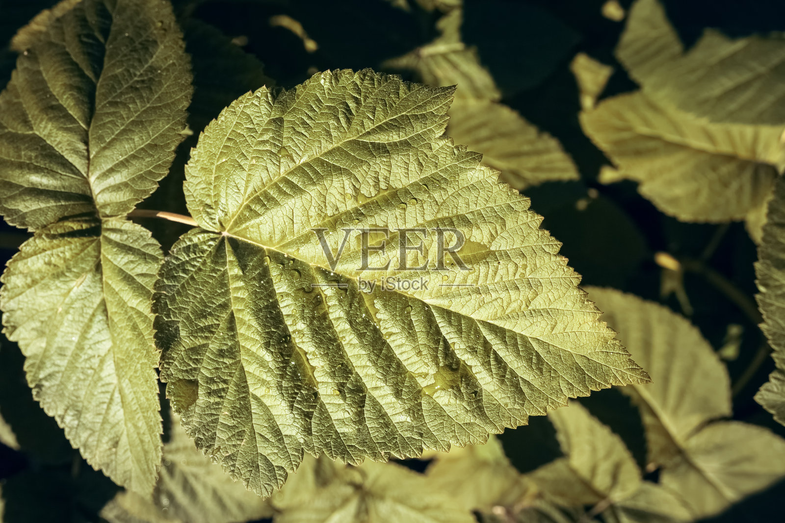 覆盆子灌木丛的绿叶背景照片摄影图片