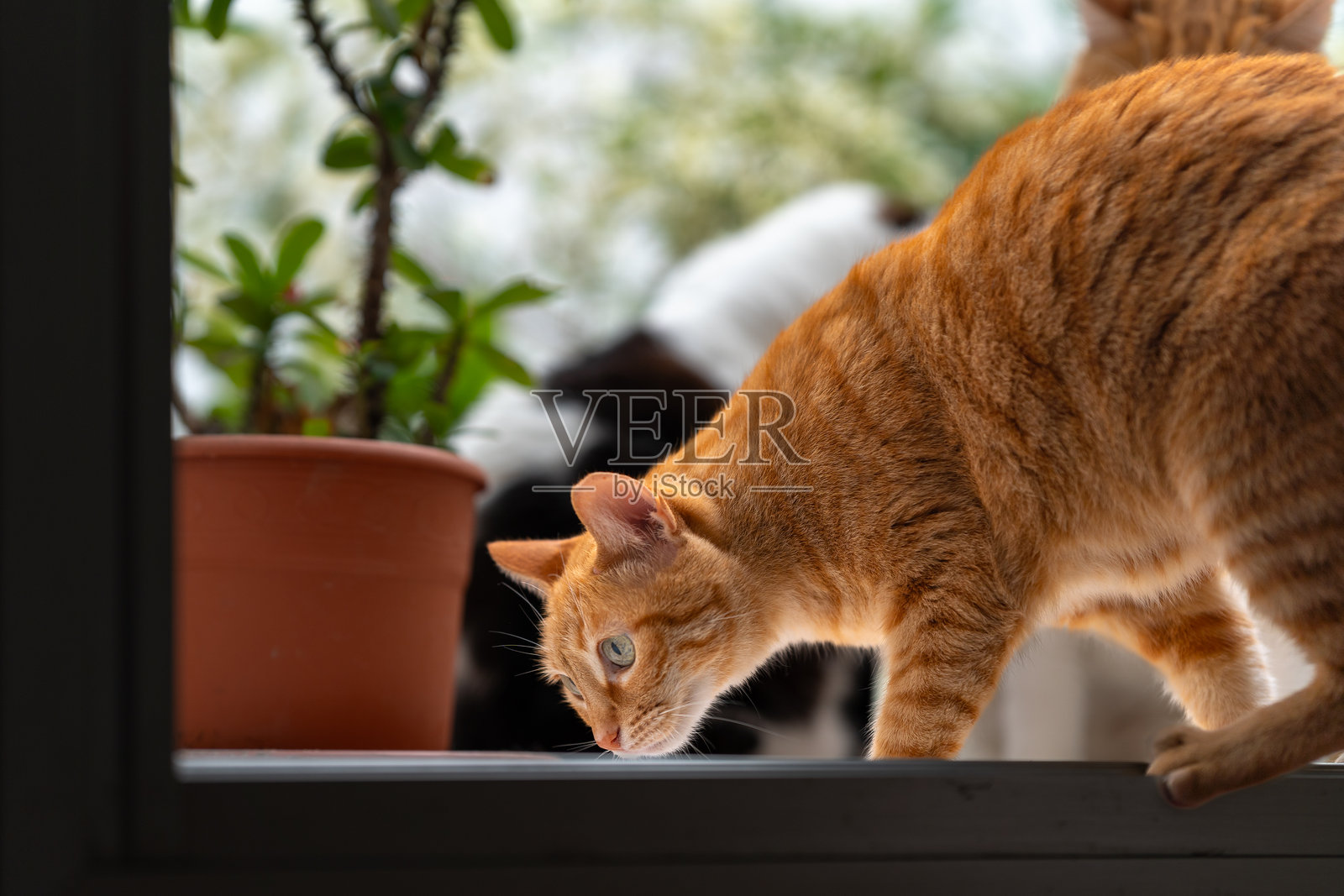 花园里有一只绿色眼睛的棕色虎斑猫照片摄影图片