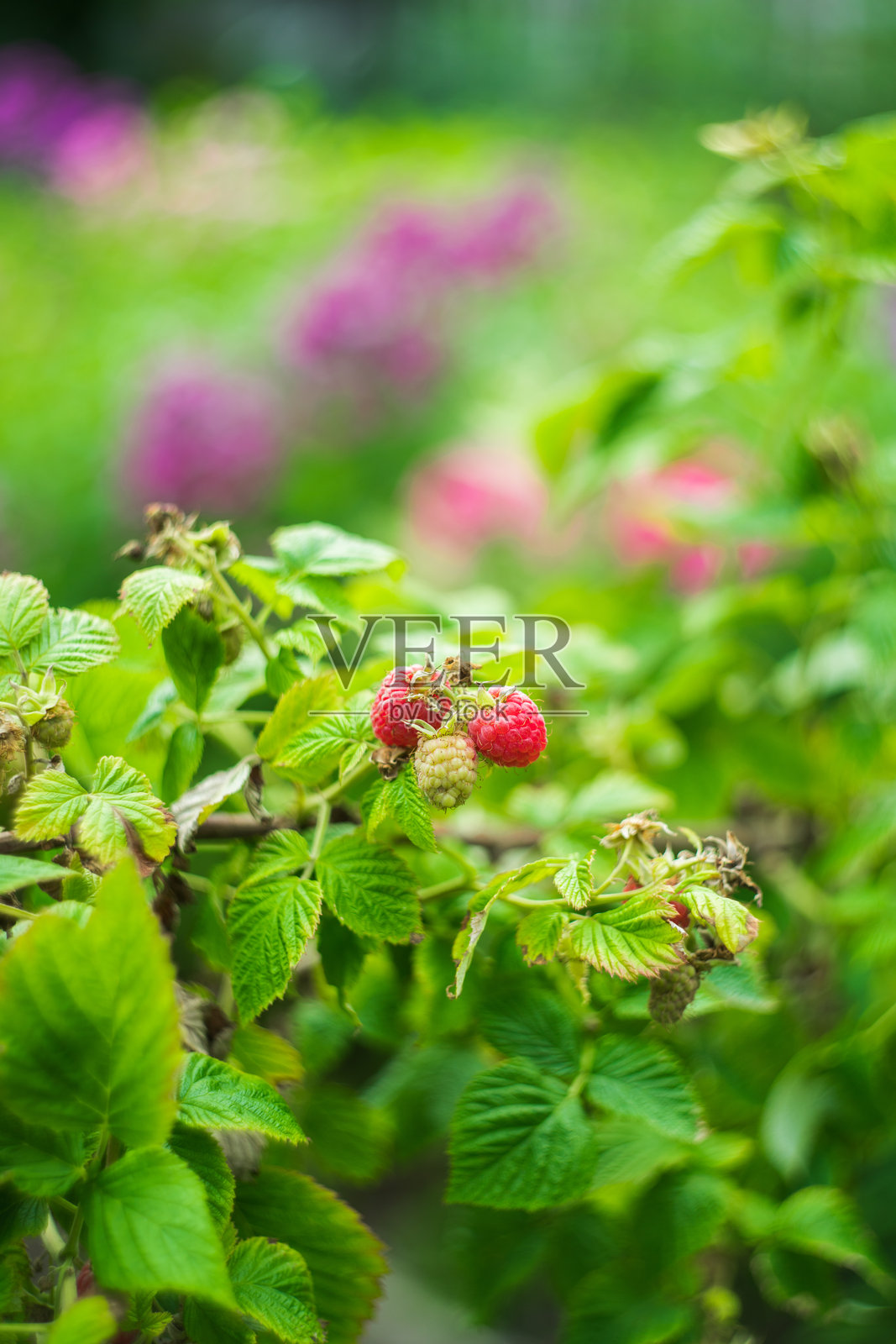 花园里结满成熟覆盆子的树枝照片摄影图片