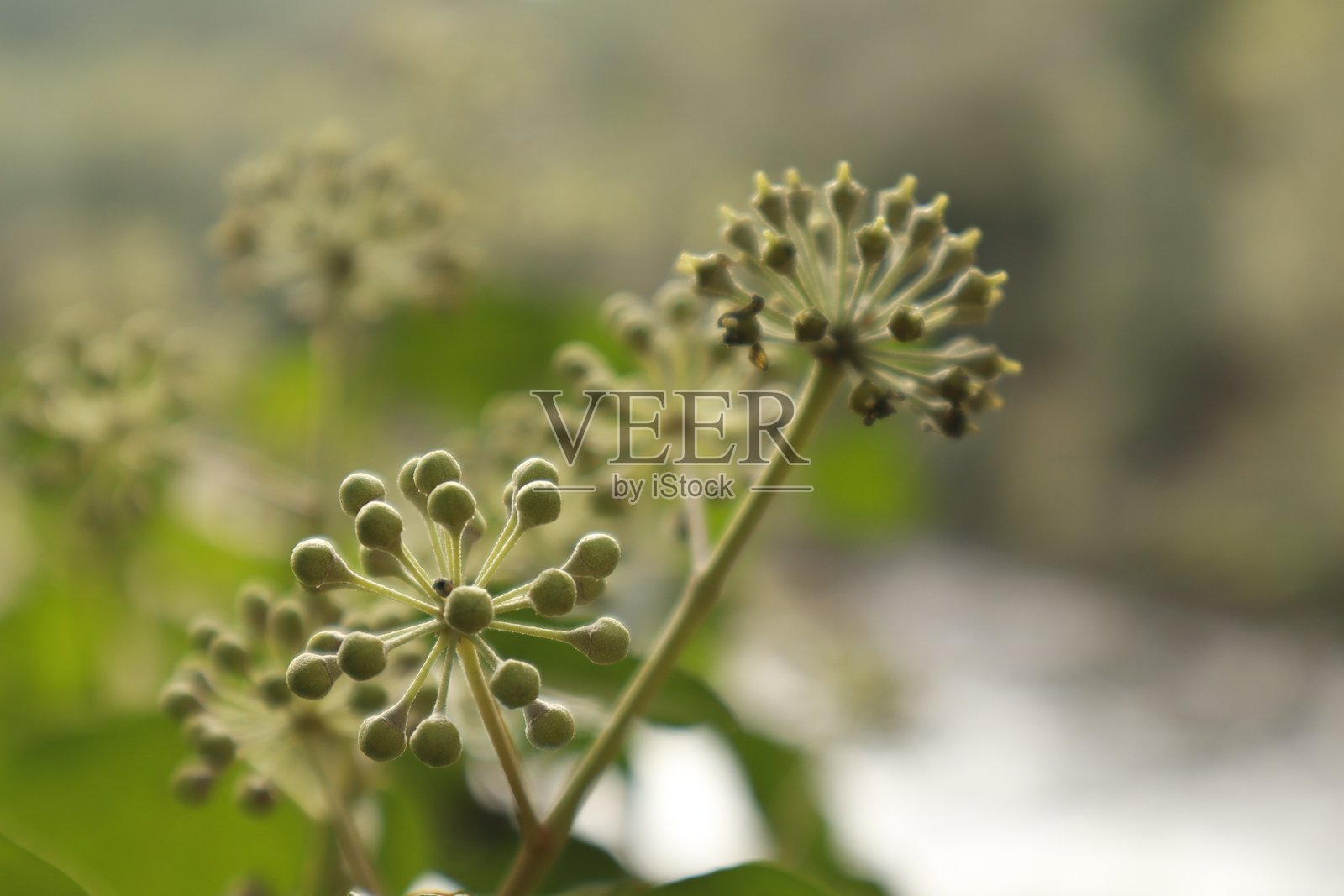 紫藤“常春藤”的特写花朵照片摄影图片