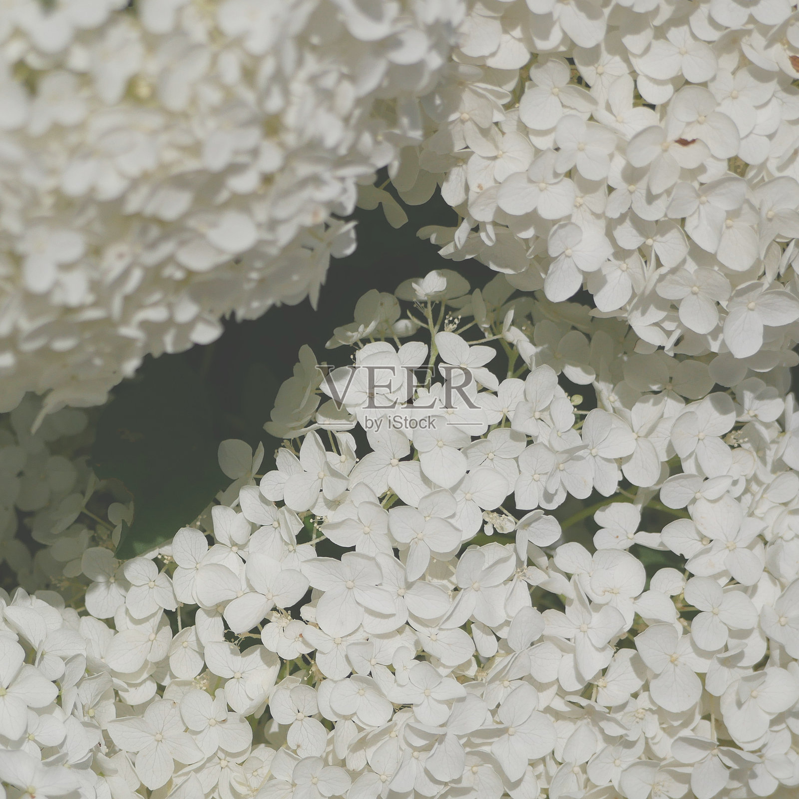 白色花朵的细节照片摄影图片