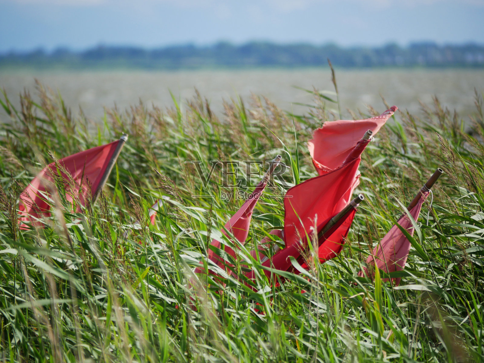 湖边高芦苇中的渔业标志红旗照片摄影图片