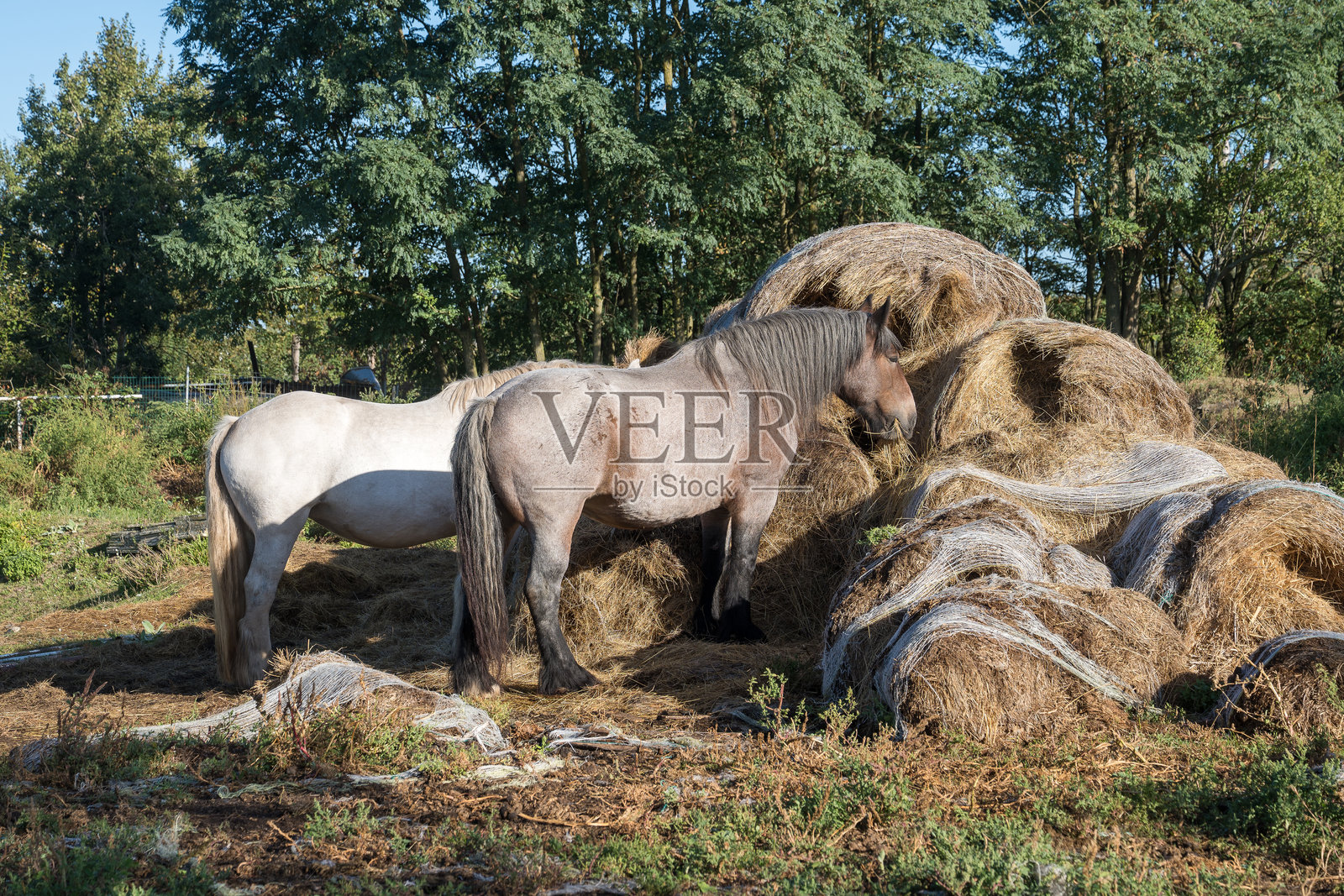 一匹白马和一匹浅灰马站在一堆干草堆旁边或正在吃干草。照片摄影图片
