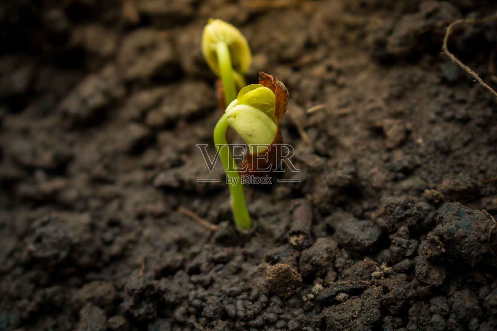 沙子上生长的植物特写照片摄影图片