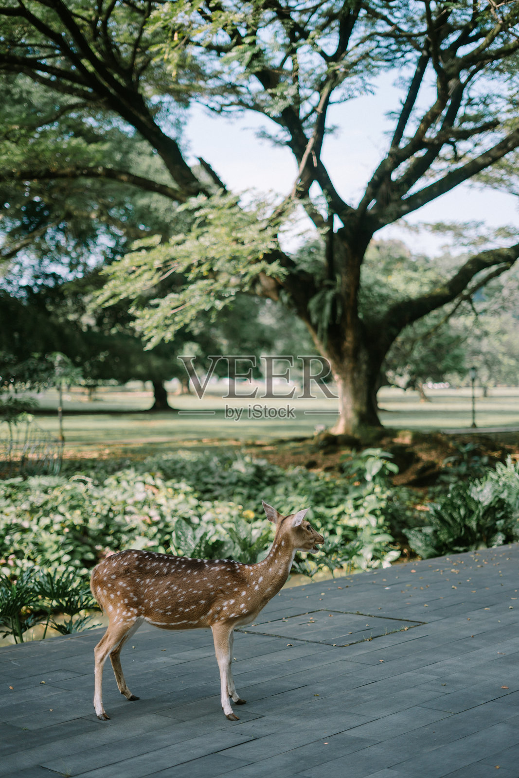 在博戈尔总统府，鹿群在草地上觅食，突显了野生动物与历史建筑的和谐共存。非常适合展示印度尼西亚的遗产、自然和文化景点。照片摄影图片