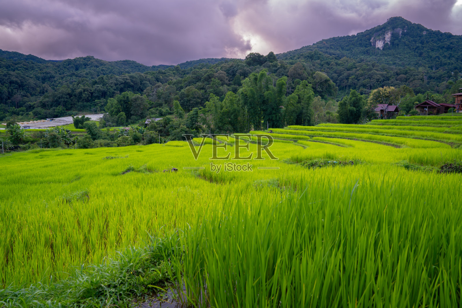 稻田照片摄影图片