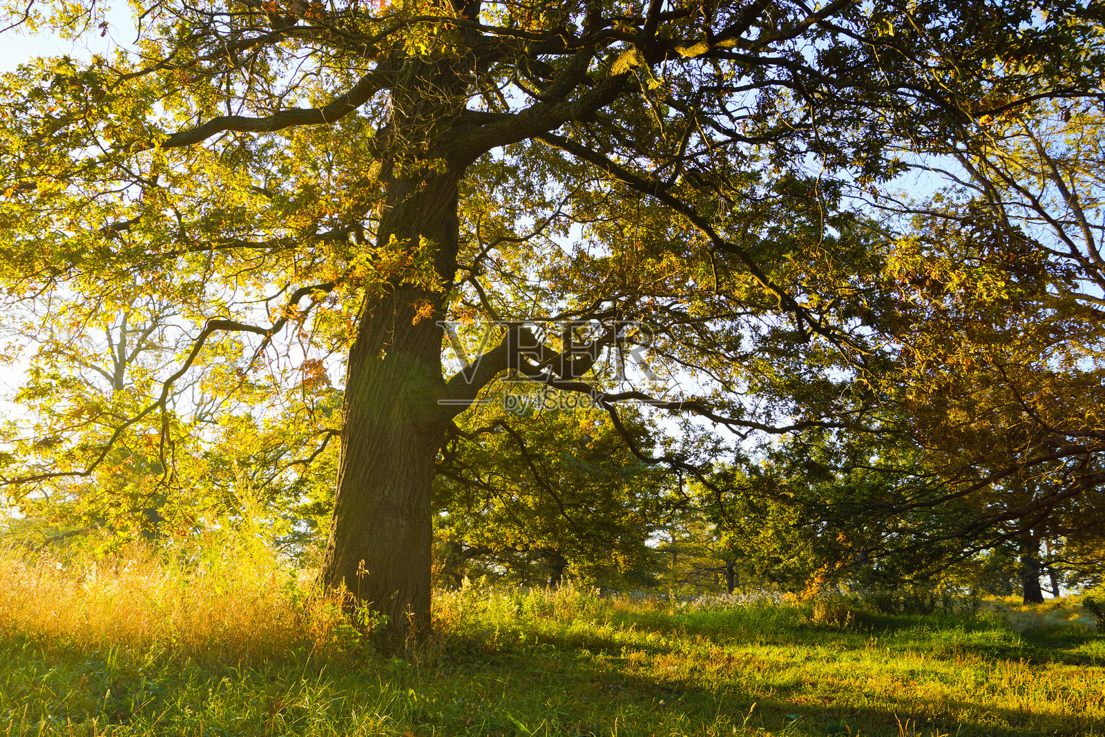 阳光明媚的早晨，森林景观中的树枝照片摄影图片