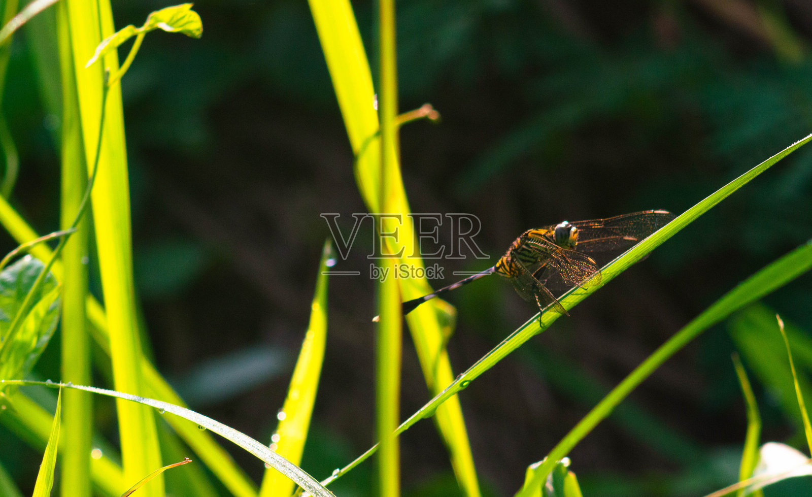 专注于栖息在草上的蜻蜓照片摄影图片