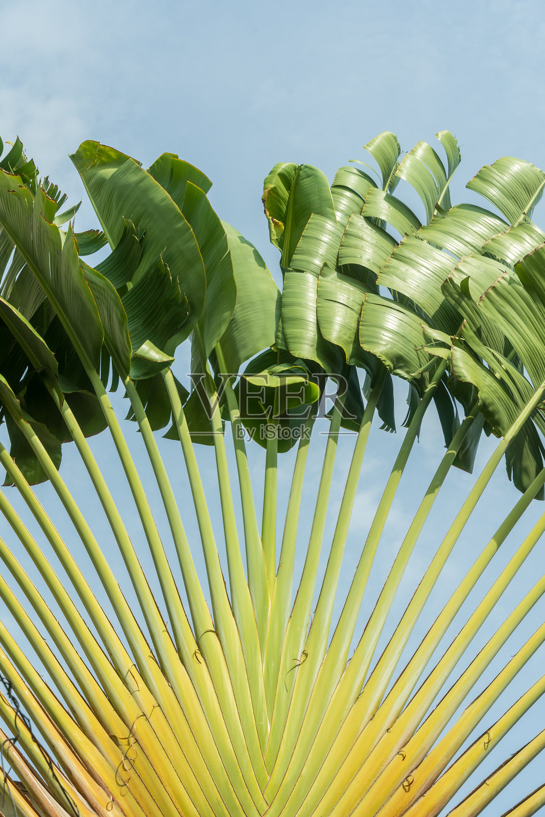 旅行者的棕榈叶特写，热带风格照片摄影图片