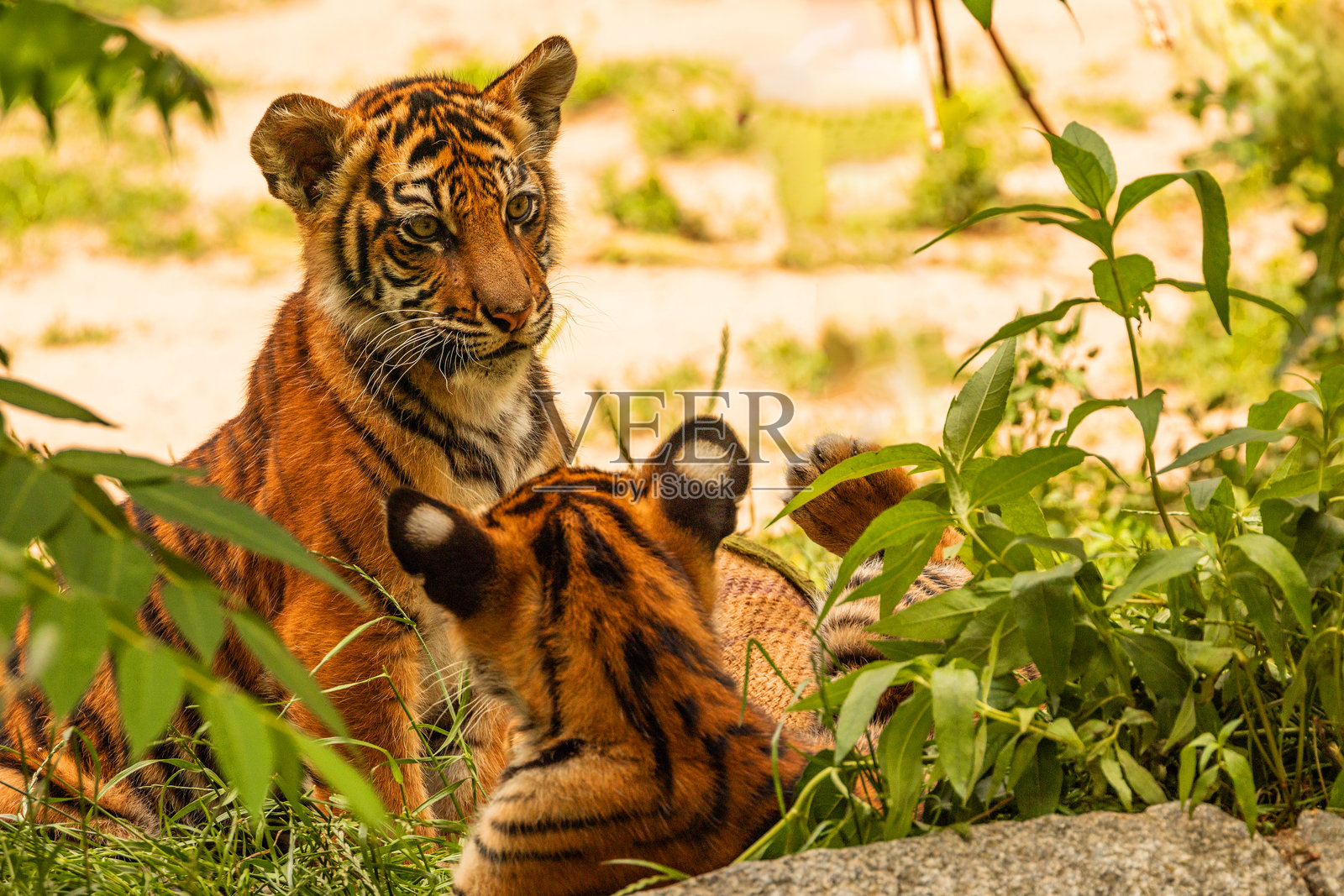 小老虎与母亲玩耍，苏门答腊虎（Panthera tigris）照片摄影图片