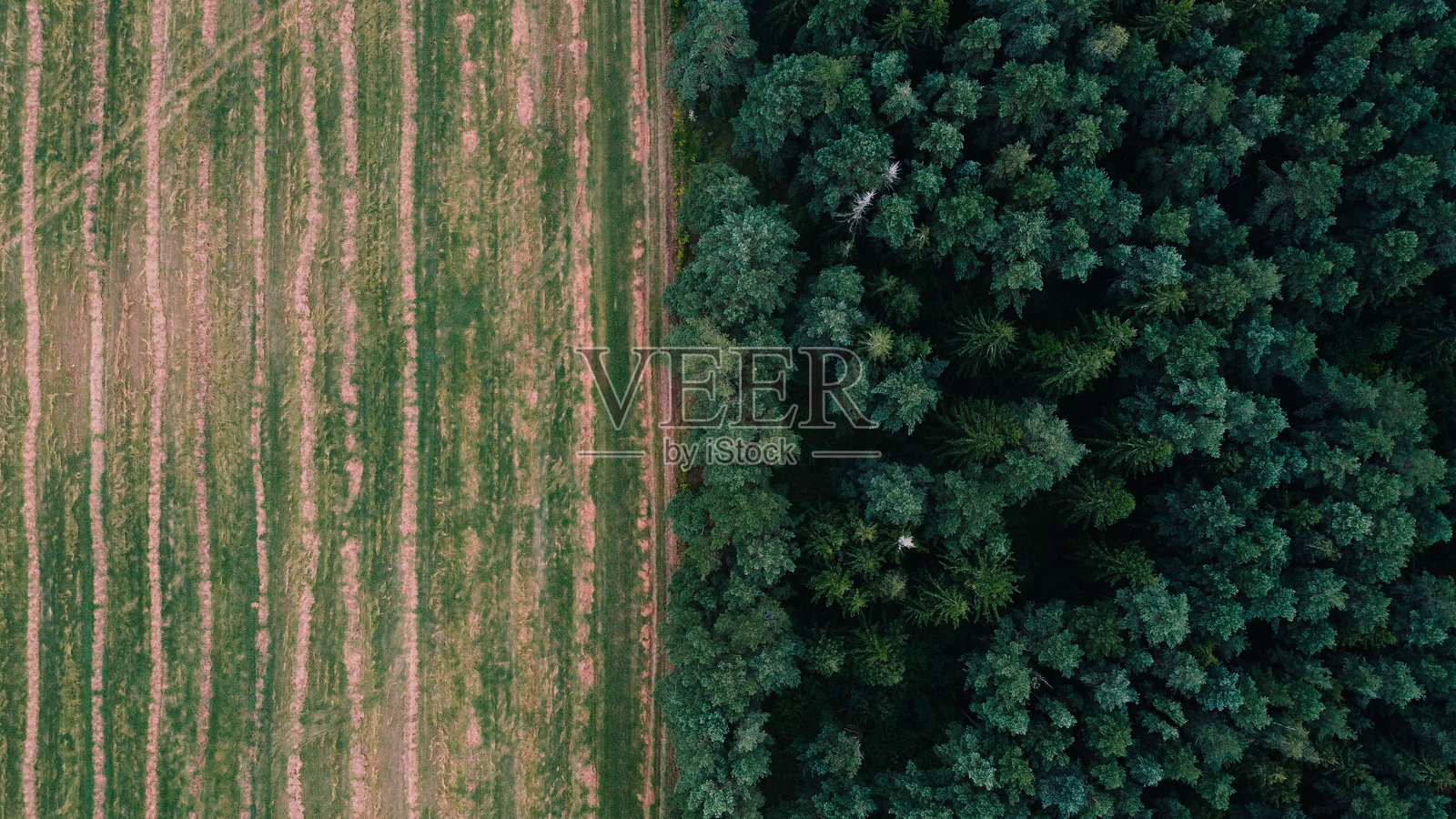 雾气弥漫的针叶林鸟瞰图照片摄影图片