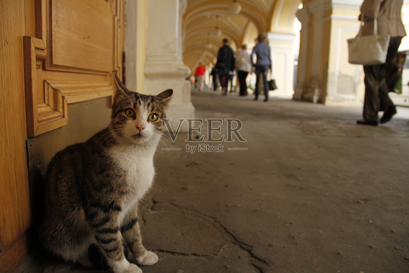 巷子里的猫照片摄影图片