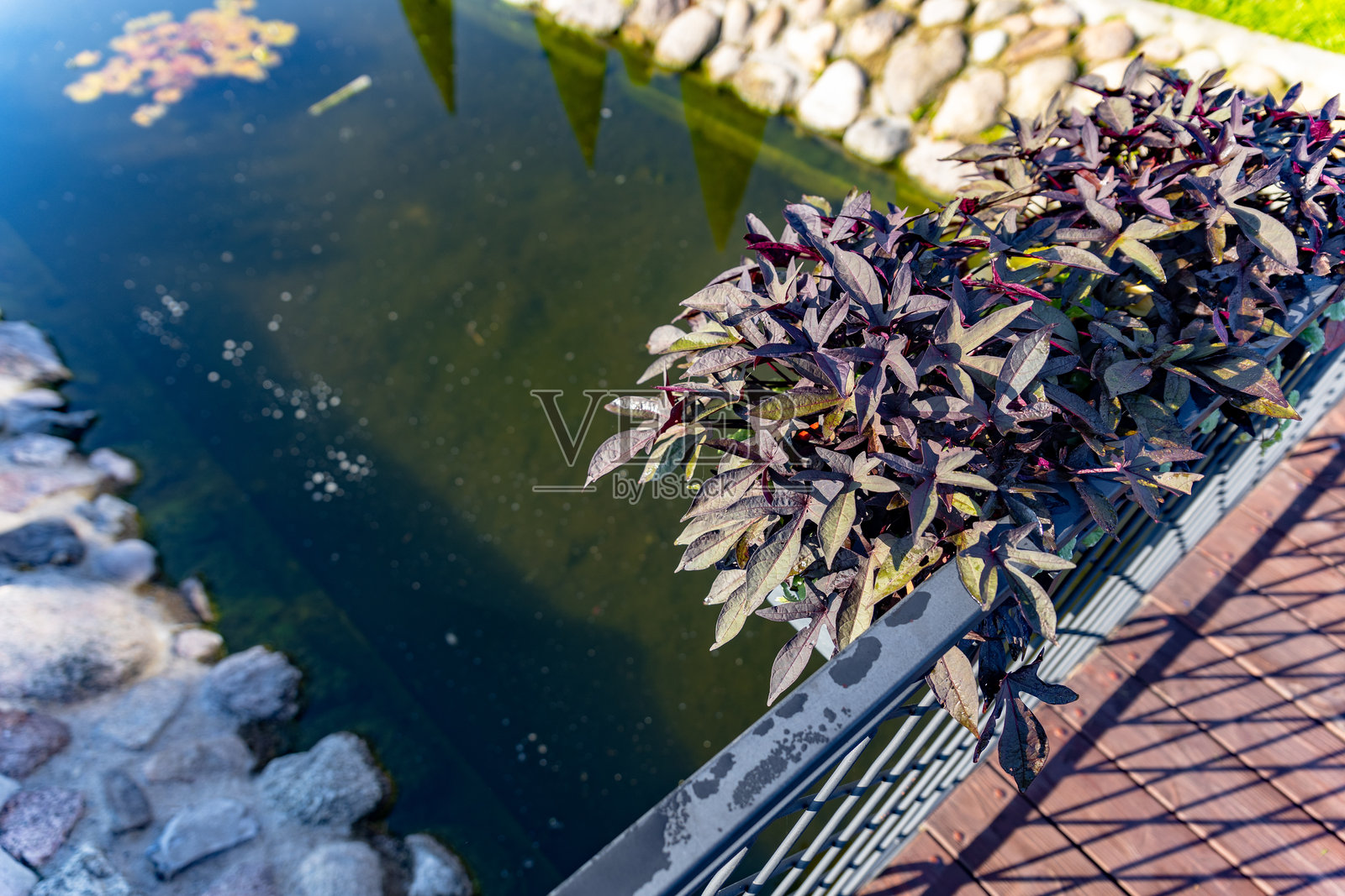 生动的紫色和白色花朵簇拥在一个花盆中，放置在花园环境中的小池塘上方。这些花朵是视觉焦点，以其鲜艳的色彩和细腻的花瓣吸引着眼球。照片摄影图片