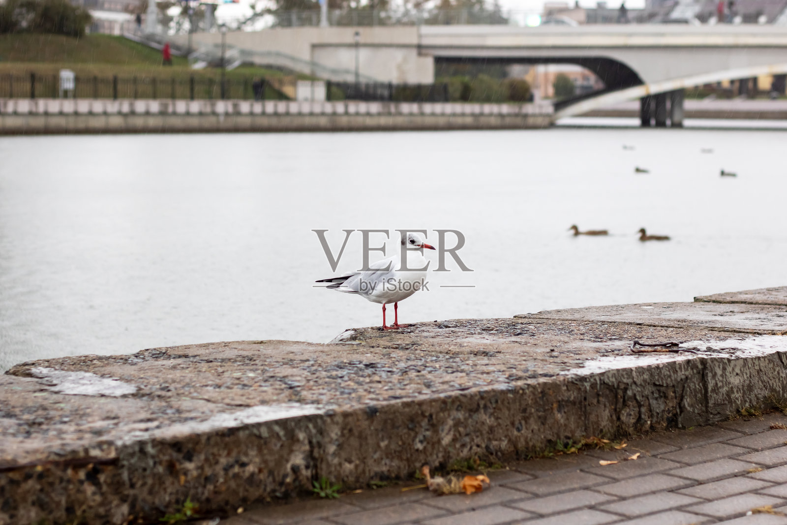 城市河堤上的海鸥照片摄影图片
