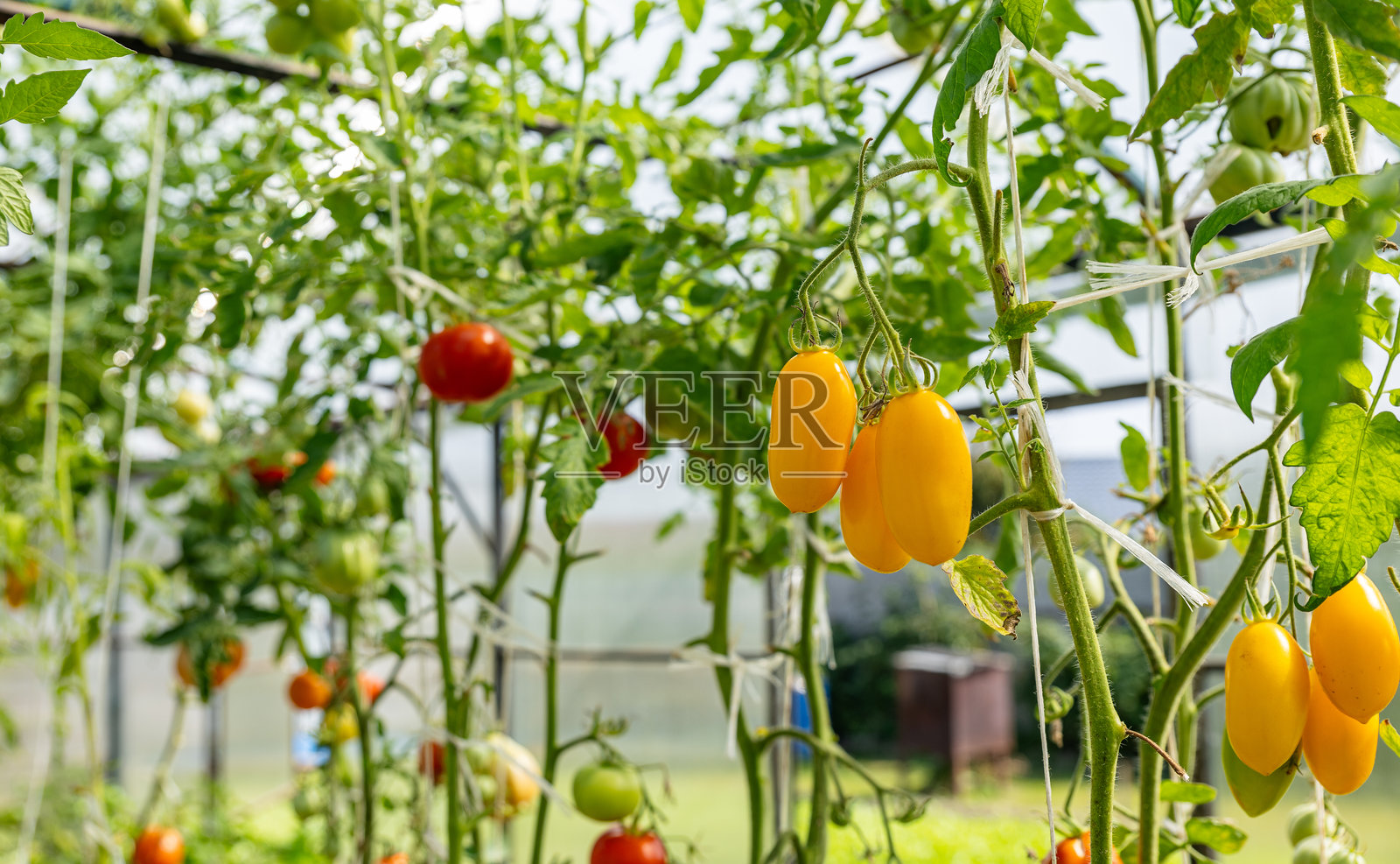 温室中成熟和未成熟的番茄挂在藤上的特写镜头。图像捕捉了番茄的鲜艳色彩和健康生长。照片摄影图片
