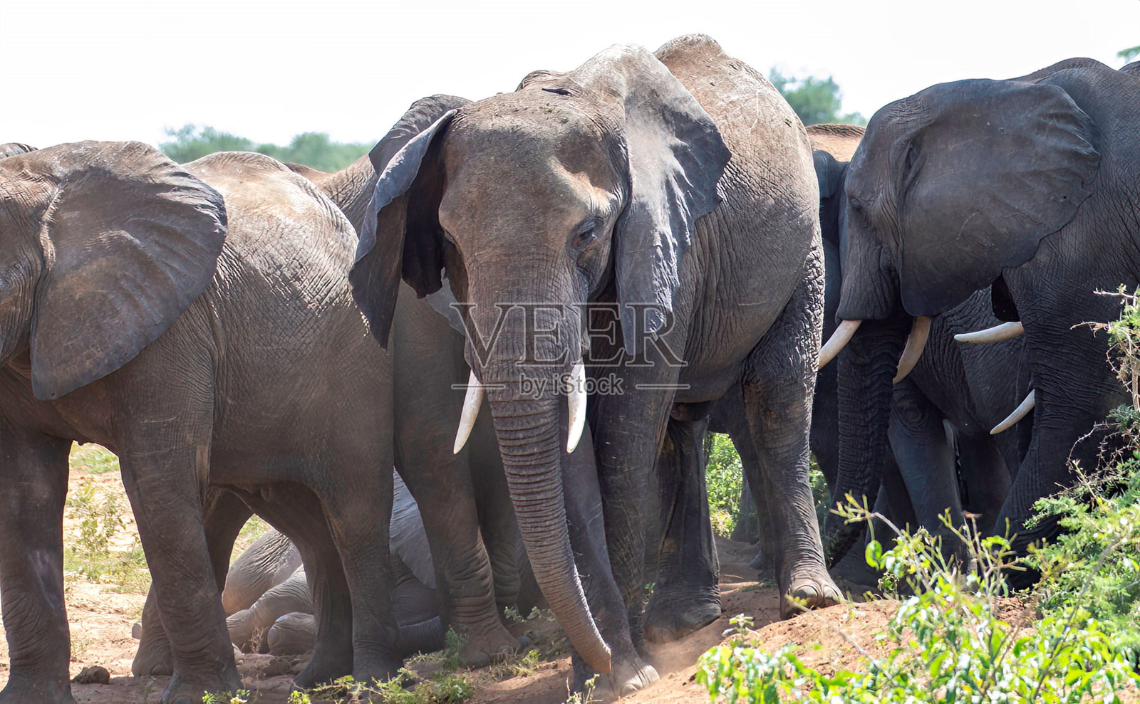 大象家庭聚在一起照片摄影图片