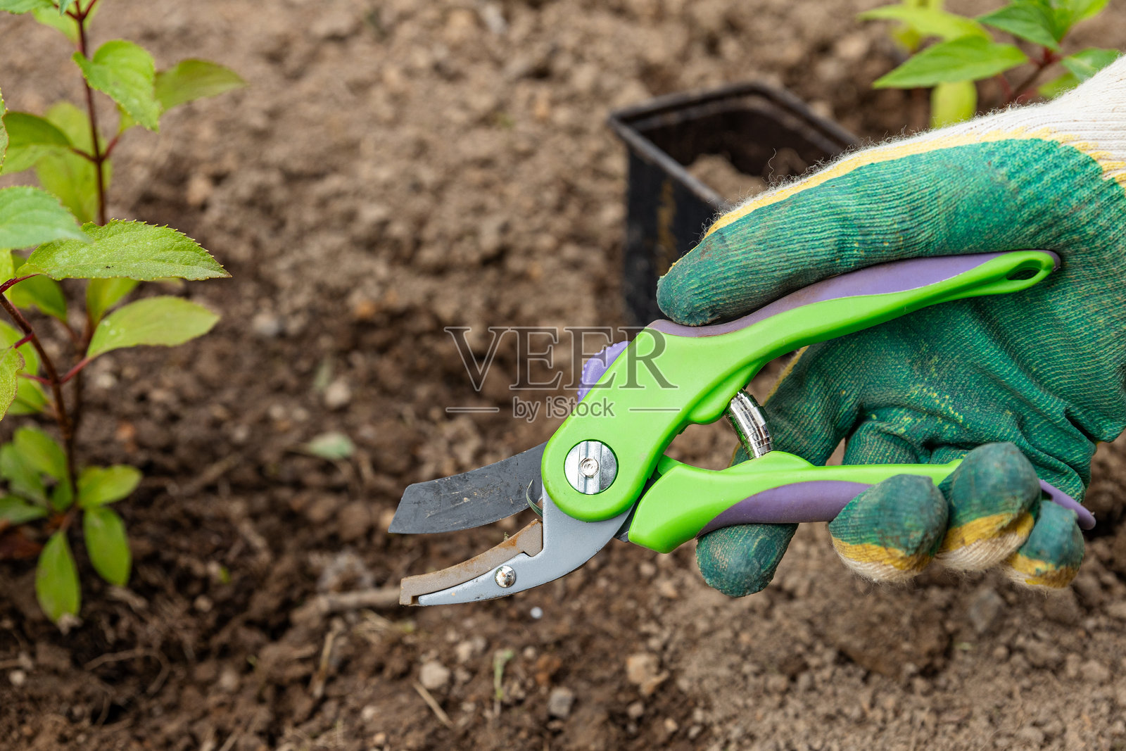 一个戴着手套的男人正在用修枝剪修剪植物。特写镜头展示了使用剪刀的手。在花园里整理物品，照顾植物。照片摄影图片