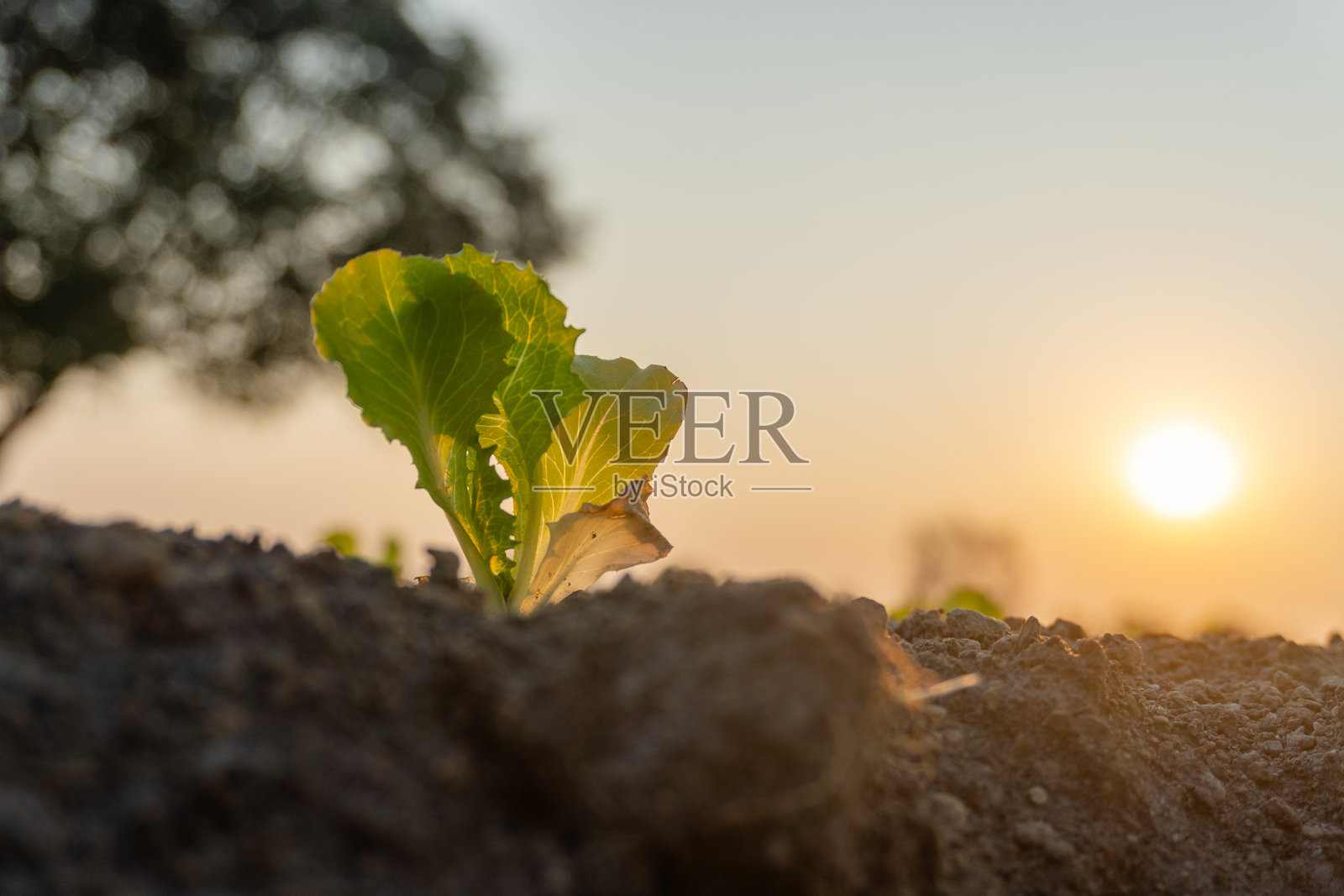 在田野中生长的生菜，沐浴在黎明的光辉中照片摄影图片
