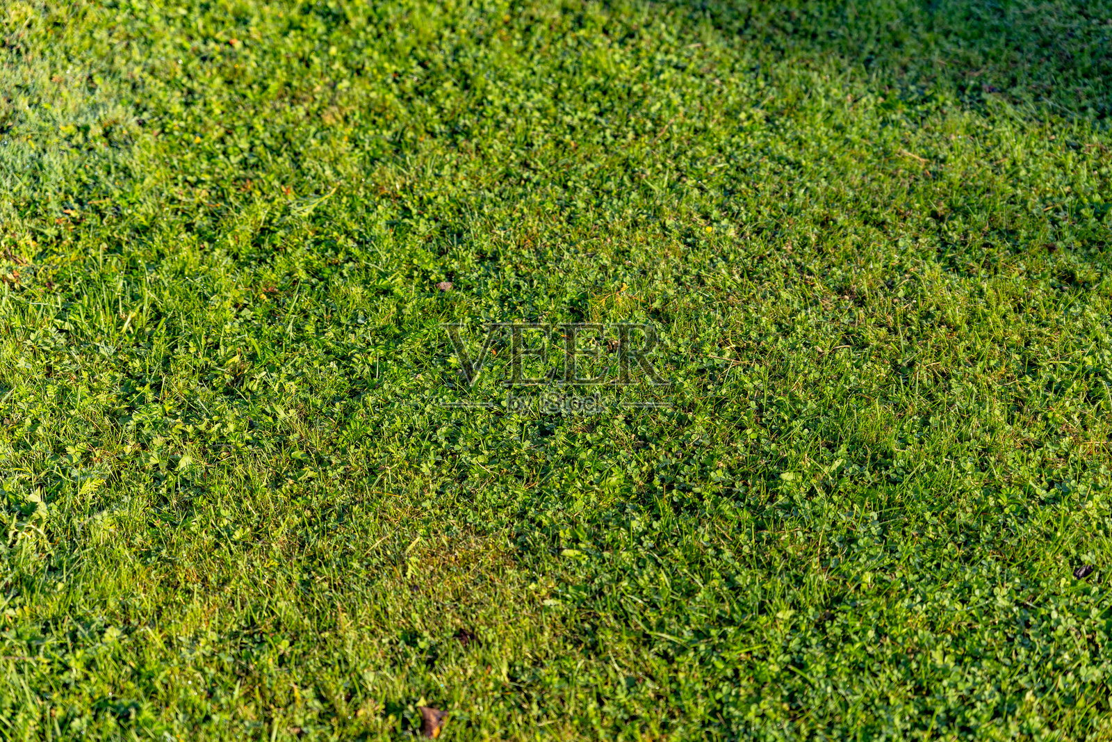 绿色草地纹理。春天的绿草地，草坪。彩色草的背景。新修剪的草坪特写，公园。运动场草皮表面。牧场特写背景。自然壁纸。照片摄影图片