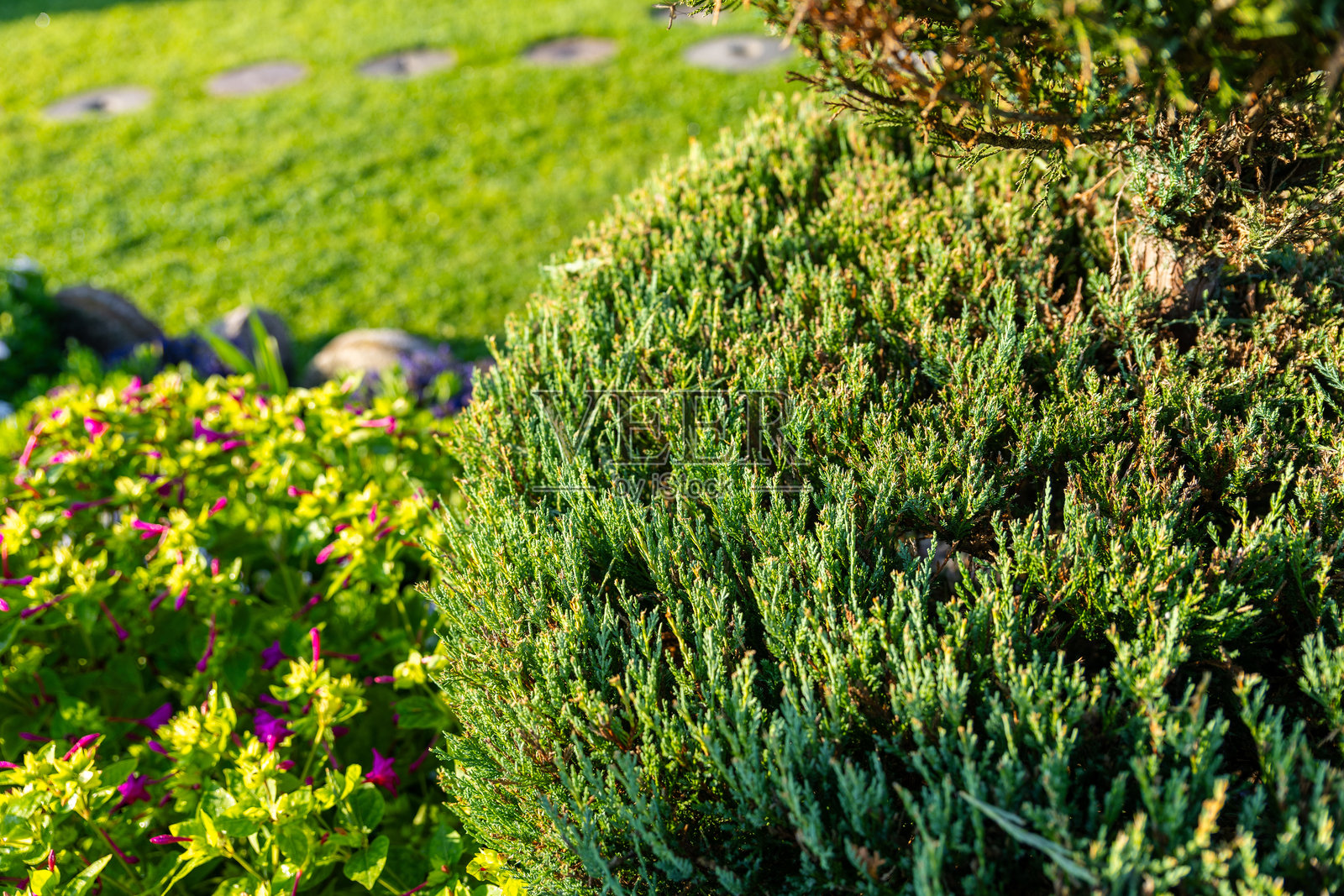 完美修剪的圆形常青灌木在花园环境中。灌木在郁郁葱葱的绿草背景下显得格外突出，形成了令人愉悦的对比。景观设计。照片摄影图片