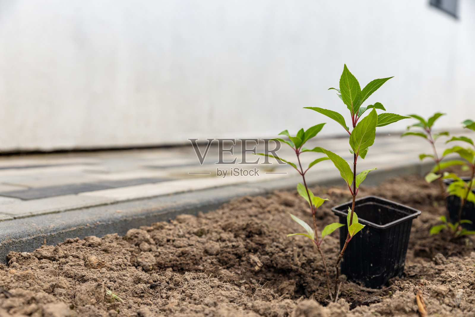 在私人住宅周围的土地上种植幼苗，种植观赏植物。景观设计照片摄影图片