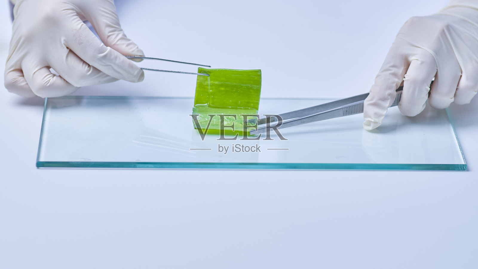 现代实验室中的芦荟实验实例照片摄影图片