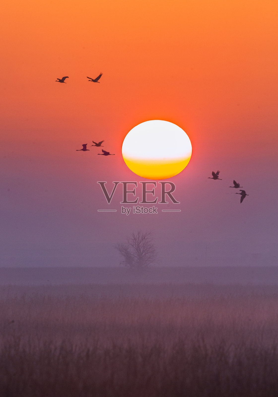 旭日东升的沙鸥照片摄影图片