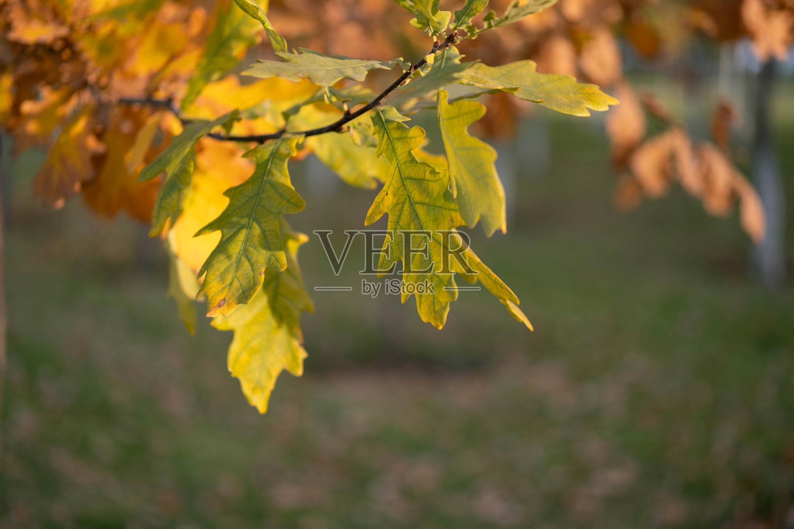 秋天的橡树叶照片摄影图片