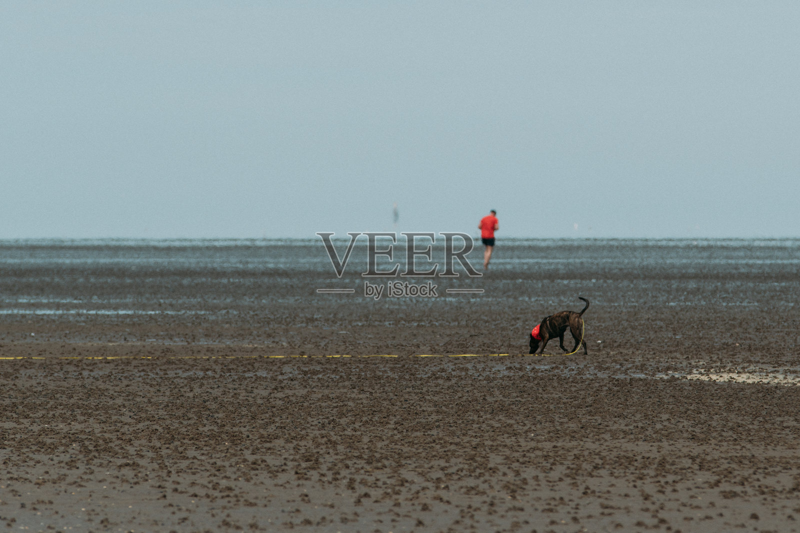 一只狗在瓦登海的海滩上照片摄影图片