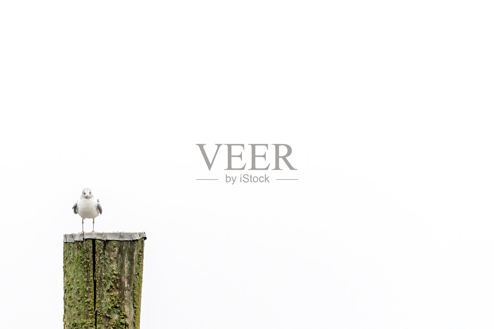 一只海鸥站在杆子上，直视镜头。照片摄影图片