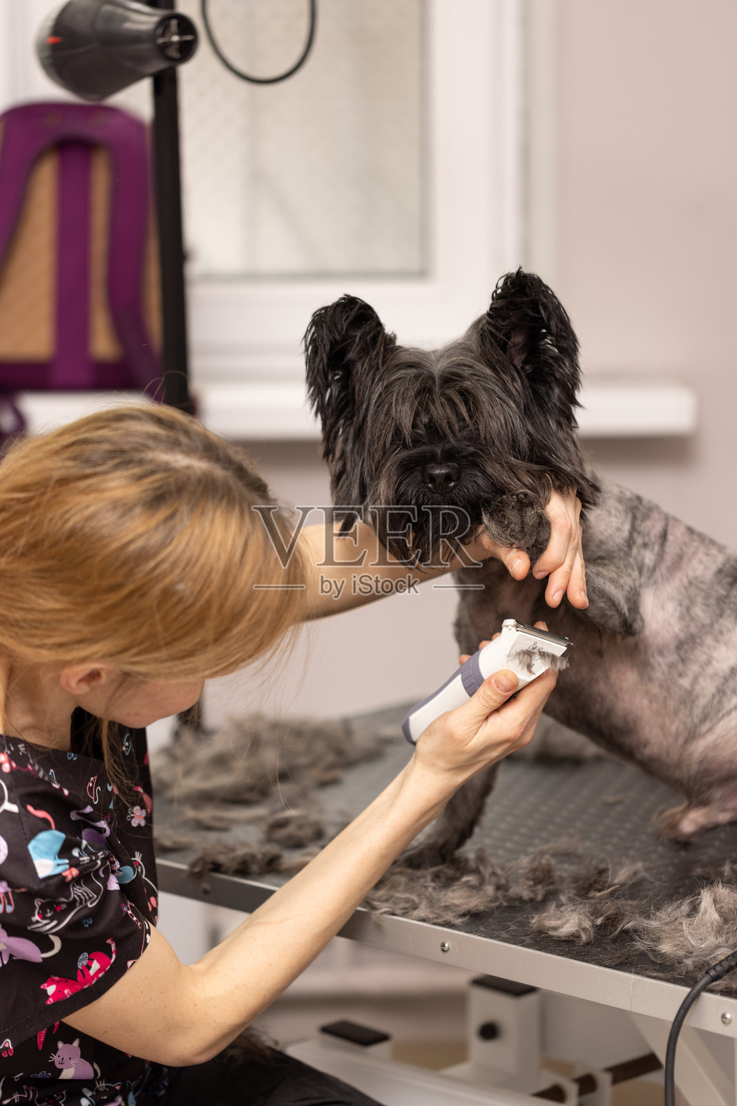 美容师为狗狗剪发照片摄影图片