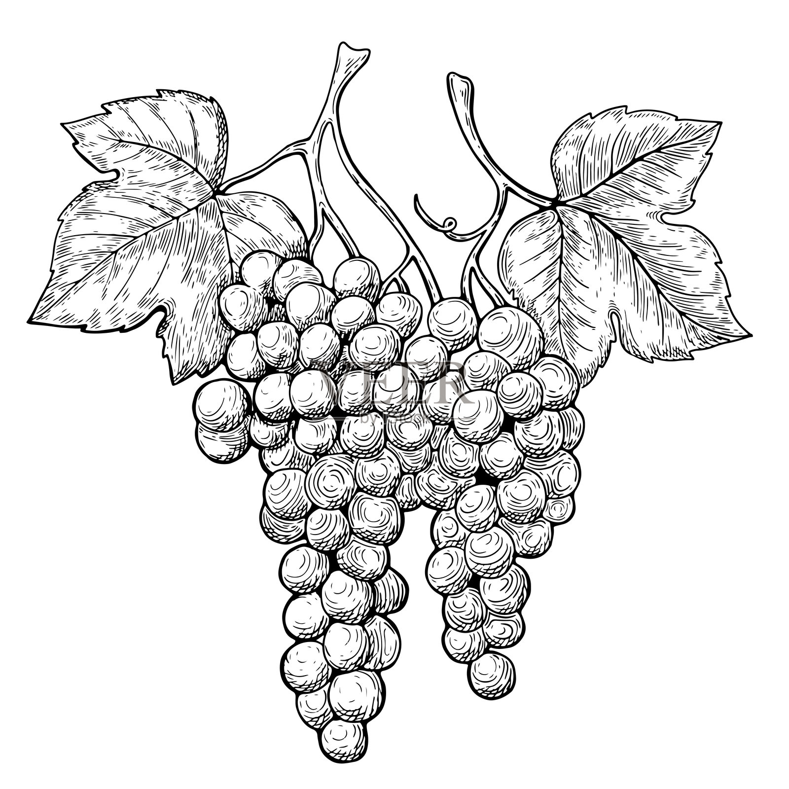 葡萄叶藤的线条艺术画。黑白手绘图像插画图片素材