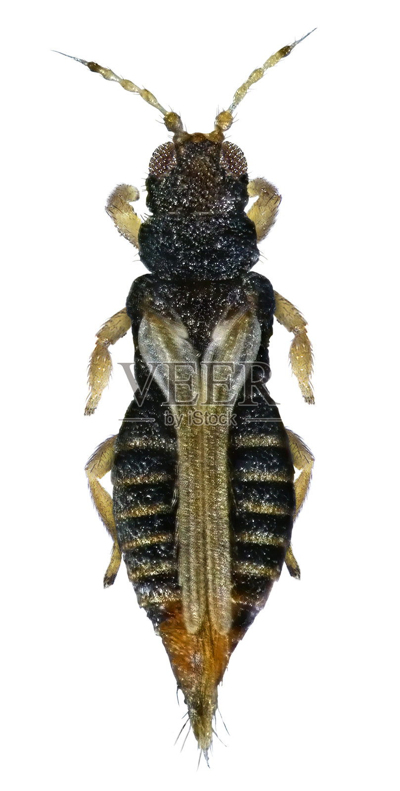 温室蓟马，玻璃温室蓟马或黑茶蓟马，Heliothrips haemorrhoidalis，白色背景上分离照片摄影图片