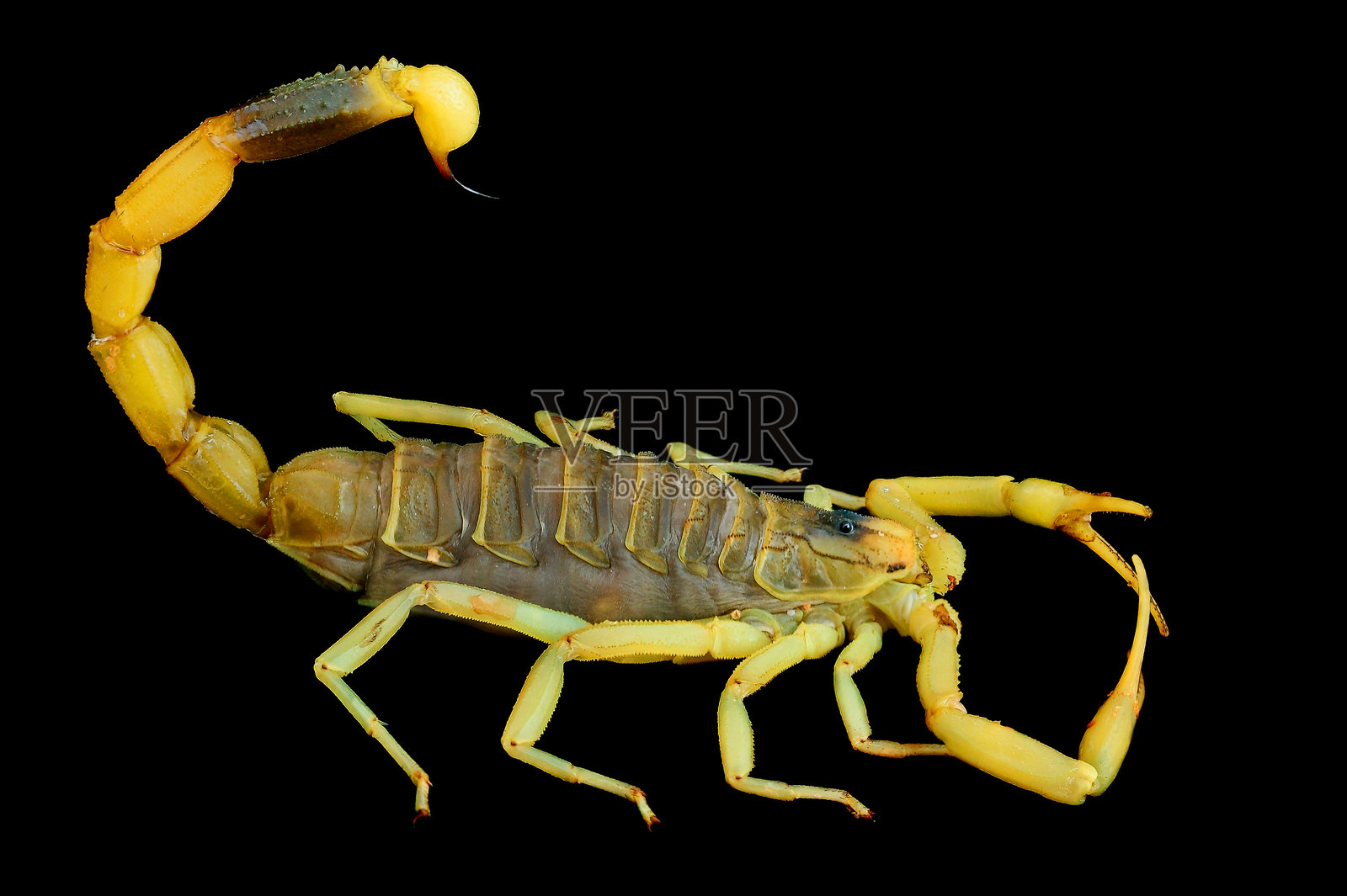 黑色背景上的巴勒斯坦黄色蝎子照片摄影图片
