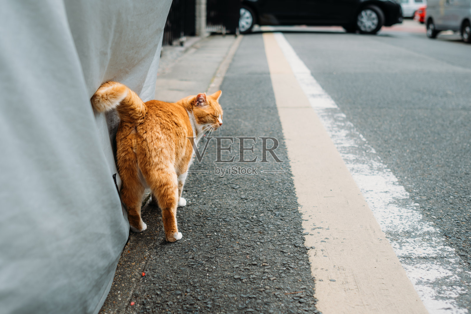 一只猫在小巷中走动的画面照片摄影图片