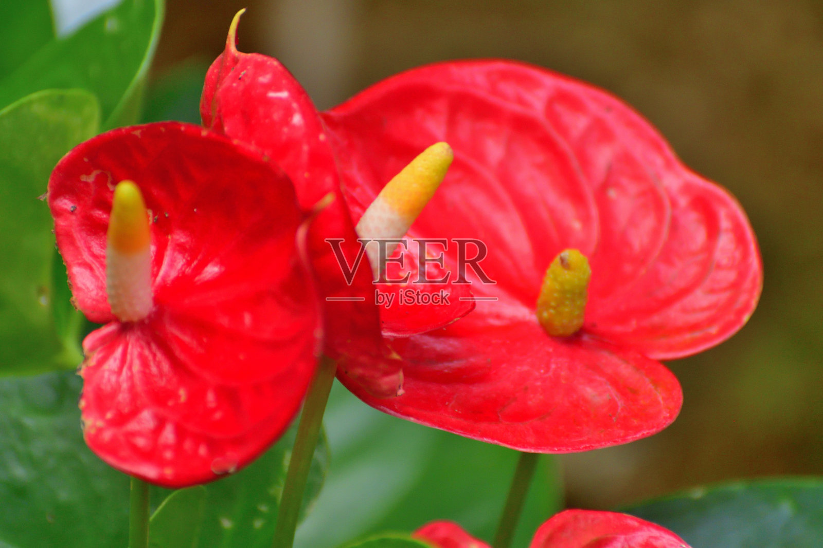 火鹤花/火鹤兰/尾花：色彩鲜艳的花苞与装饰性深绿色叶子照片摄影图片