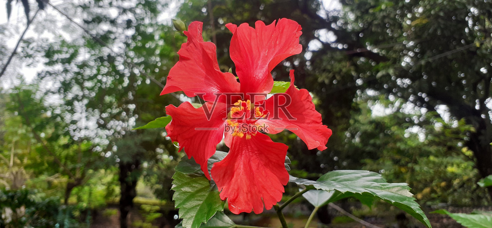 红色木槿花在绿色叶子背景下盛开照片摄影图片