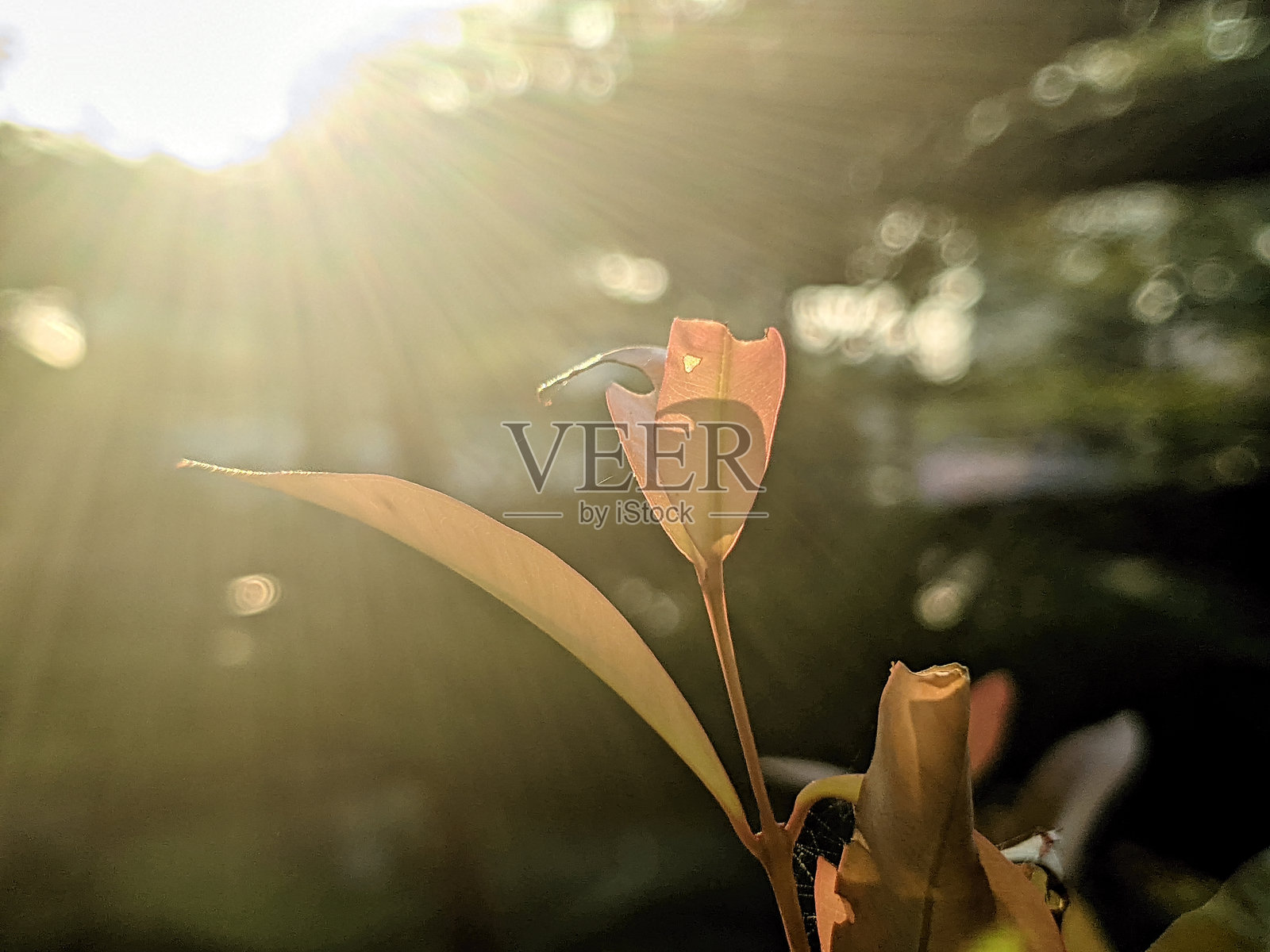 红色嫩芽与美丽的叶子在晨光中闪耀照片摄影图片