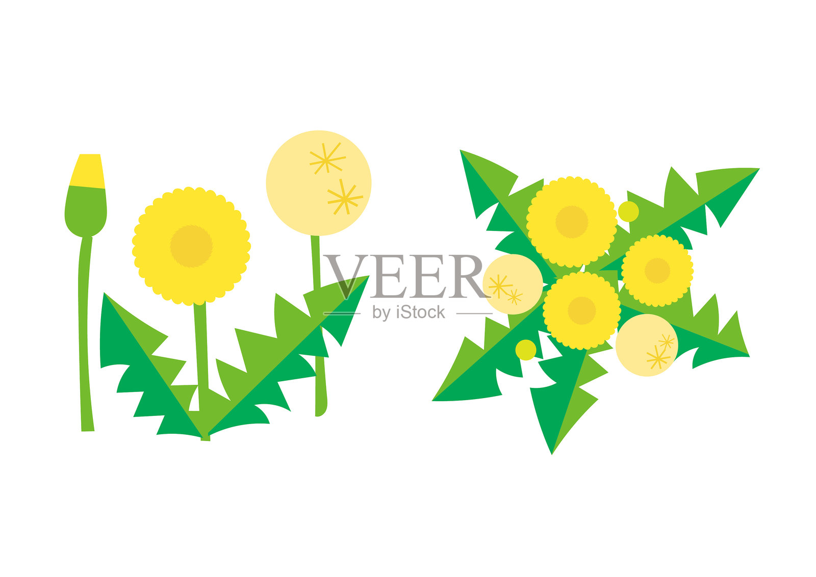 蒲公英插画图片素材