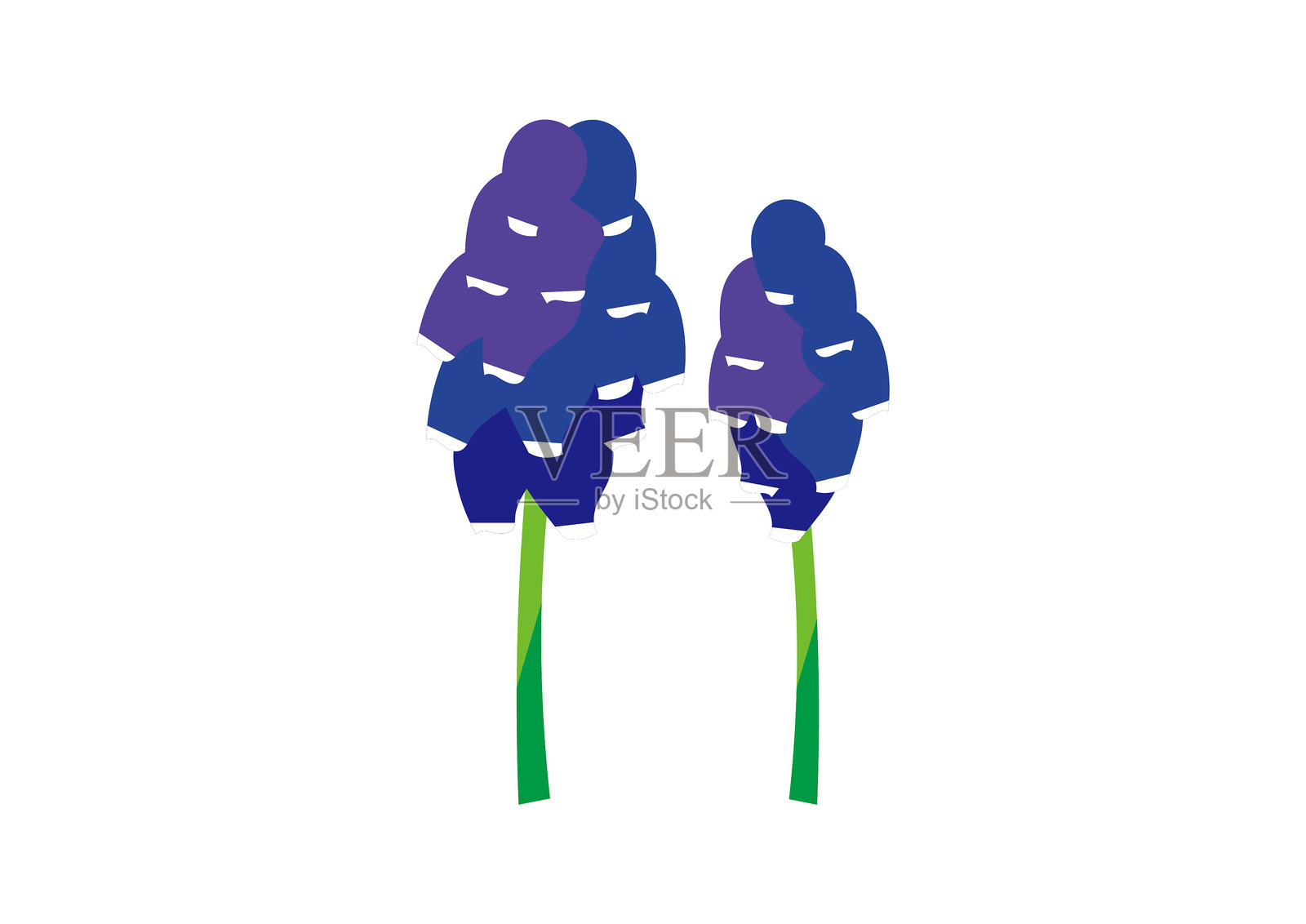 风信子插画图片素材